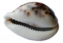 E nacque Venere, ossia delle Conchiglie