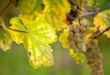 Vendemmia 2024 in Sicilia: qualità e innovazione per affrontare la siccità