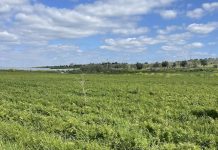 Il Consorzio della Carota Novella di Ispica IGP punta alla promozione e tutela del marchio per consumatori “informati e consapevoli”